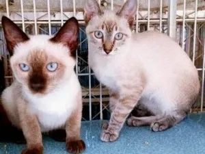 Gato raça SRD-ViraLata idade 2 a 6 meses nome SIALATAS BELA VISTA/ÁGUA BRANCA SP CAPITAL