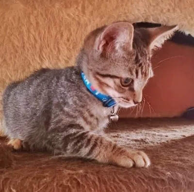 Gato raça SRD-ViraLata idade 2 a 6 meses nome REGIS TIGRE