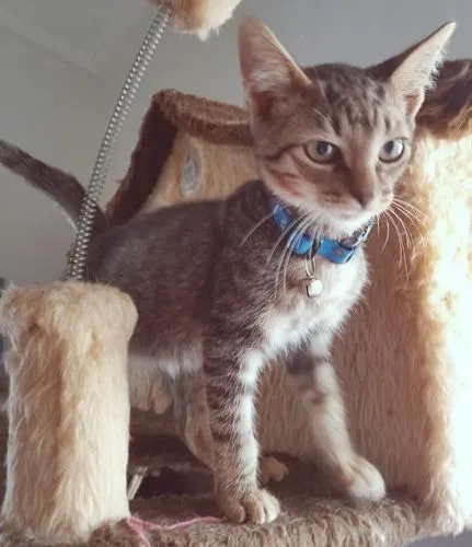 Gato raça SRD-ViraLata idade 2 a 6 meses nome REGIS TIGRE