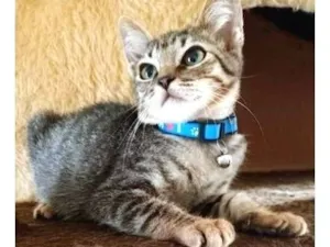 Gato raça SRD-ViraLata idade 2 a 6 meses nome REGIS TIGRE