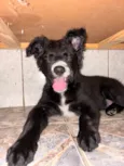 Cachorro raça SRD-ViraLata idade 2 a 6 meses nome Nick 