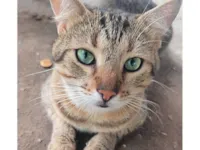 Gato raça SRD-ViraLata idade 2 anos nome Kiaro