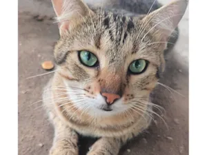 Gato raça SRD-ViraLata idade 2 anos nome Kiaro