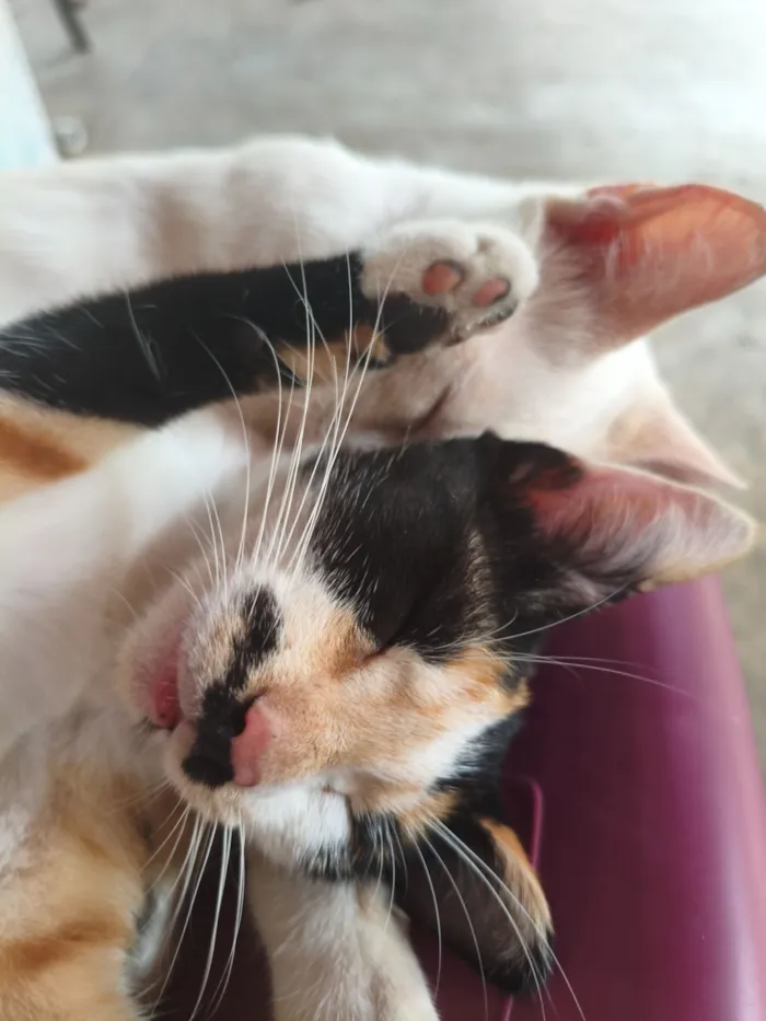 Gato raça SRD-ViraLata idade 7 a 11 meses nome Pretinha 