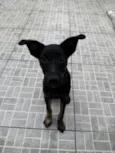 Cachorro raça SRD-ViraLata idade 2 a 6 meses nome Belt