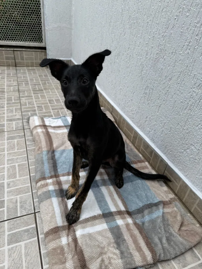 Cachorro raça SRD-ViraLata idade 2 a 6 meses nome Belt