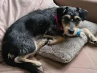 Cachorro raça SRD-ViraLata idade 7 a 11 meses nome Amora