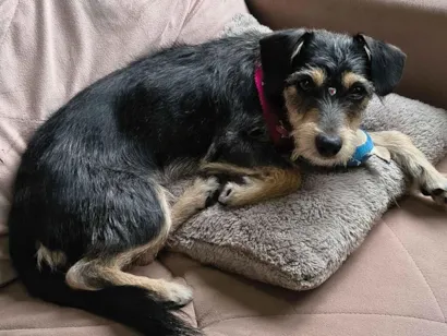 Cachorro raça SRD-ViraLata idade 7 a 11 meses nome Amora