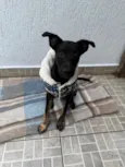 Cachorro raça SRD-ViraLata idade 2 a 6 meses nome Belt