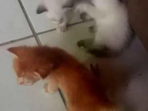 Gato raça SRD-ViraLata idade 2 a 6 meses nome ERIC ANTHONY MONTEIRO DE ABREU