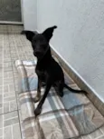 Cachorro raça SRD-ViraLata idade 2 a 6 meses nome Belt