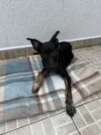 Cachorro raça SRD-ViraLata idade 2 a 6 meses nome Belt