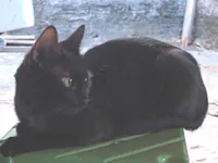 Gato raça SRD-ViraLata idade 1 ano nome Banguela