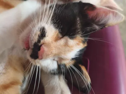 Gato raça SRD-ViraLata idade 7 a 11 meses nome Pretinha 