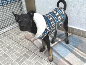 Cachorro raça SRD-ViraLata idade 2 a 6 meses nome Belt