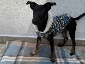 Cachorro raça SRD-ViraLata idade 2 a 6 meses nome Belt