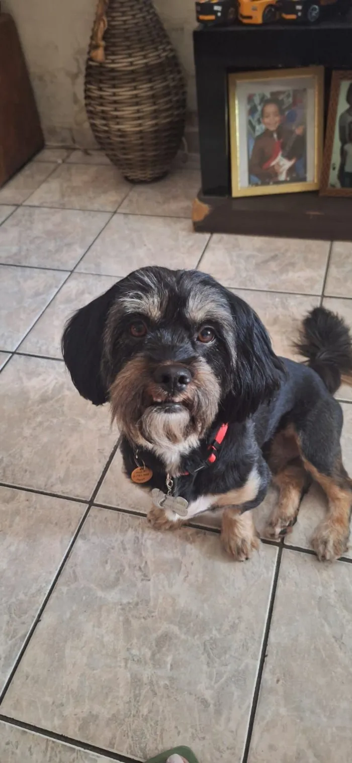 Cachorro raça SRD-ViraLata idade 3 anos nome Scott