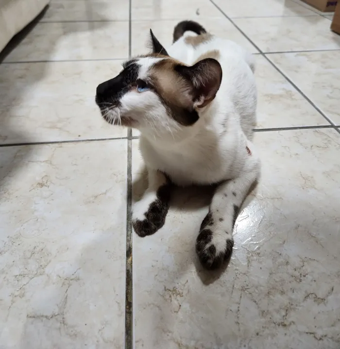 Gato raça SRD-ViraLata idade 7 a 11 meses nome Capuccino