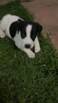 Cachorro raça SRD-ViraLata idade Abaixo de 2 meses nome Arcanjo 