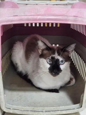 Gato raça SRD-ViraLata idade 7 a 11 meses nome Capuccino