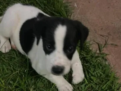 Cachorro raça SRD-ViraLata idade Abaixo de 2 meses nome Arcanjo 