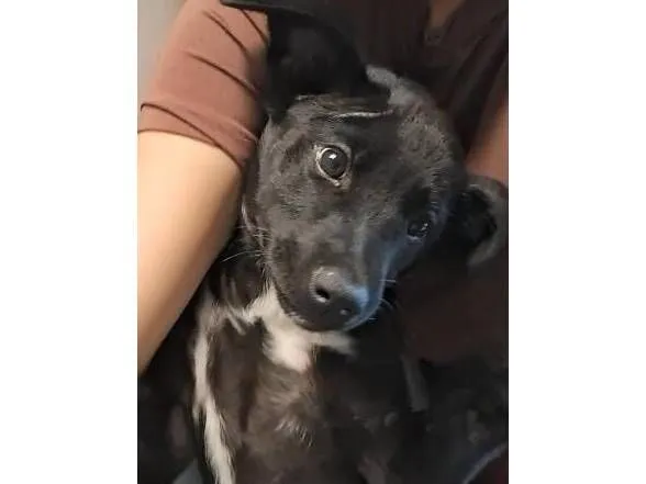 Cachorro raça SRD-ViraLata idade 2 a 6 meses nome Apollo