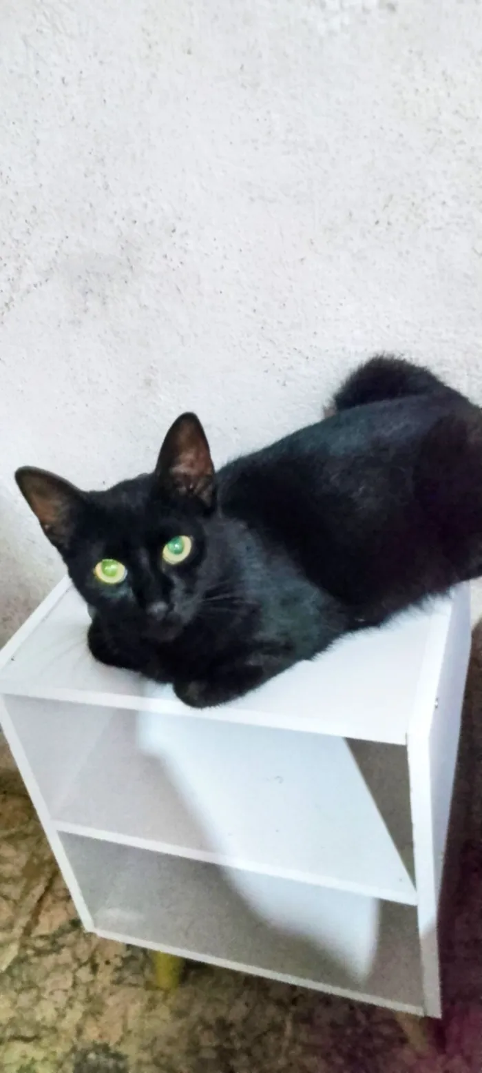 Gato raça Siamês idade 2 anos nome Satily, Larisca e Samy
