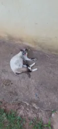 Gato raça Siamês idade 2 anos nome Satily, Larisca e Samy