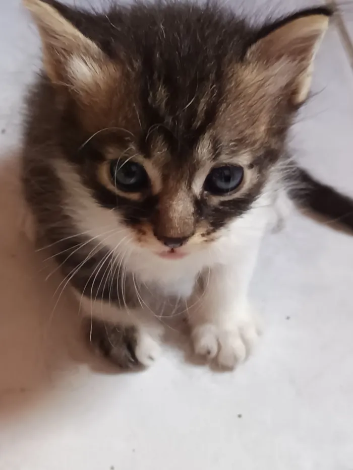 Gato raça SRD-ViraLata idade 7 a 11 meses nome Hosana 