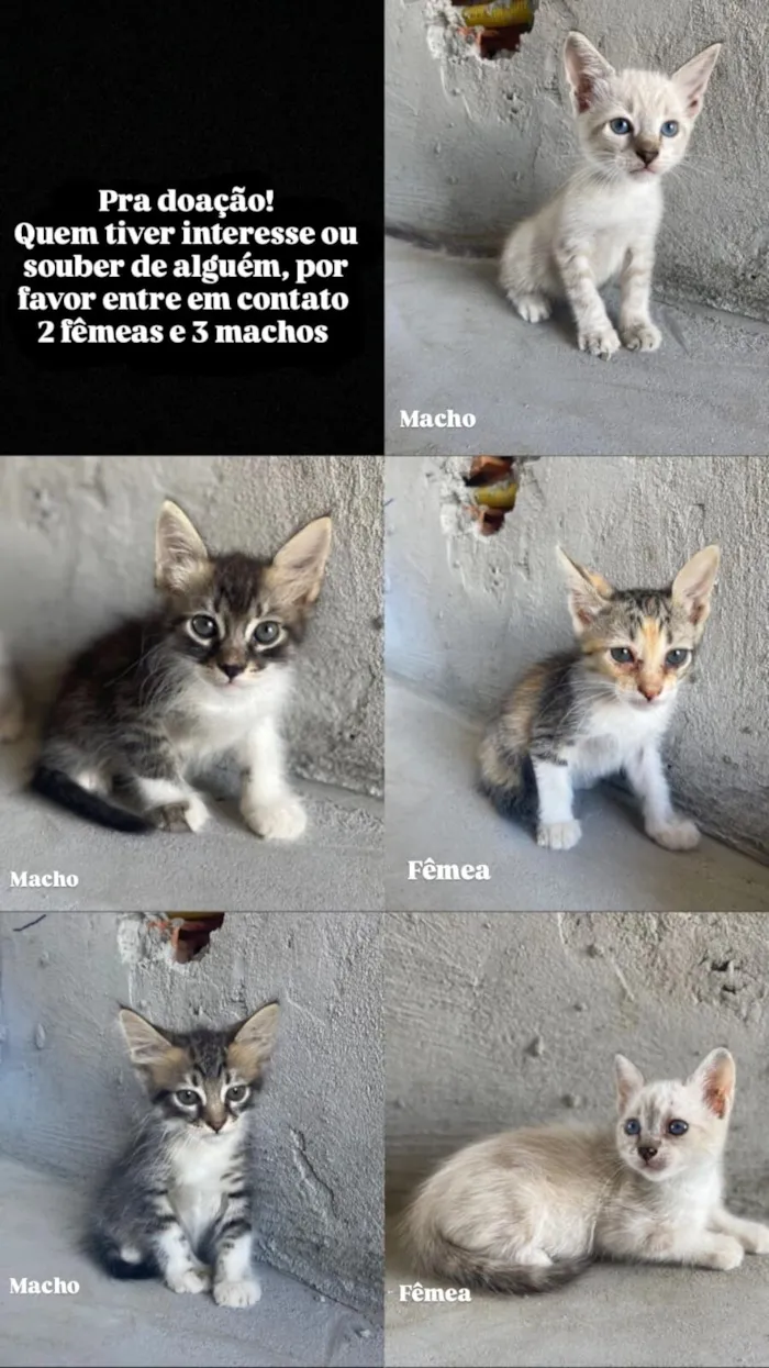 Gato raça SRD-ViraLata idade 7 a 11 meses nome Hosana 