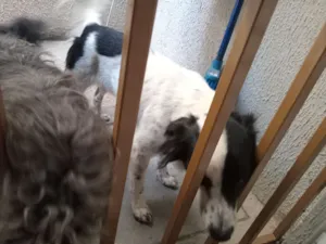 Cachorro raça SRD-ViraLata idade 2 a 6 meses nome JEAN DA SILVA FERREIRA