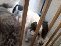 Cachorro raça SRD-ViraLata idade 2 a 6 meses nome JEAN DA SILVA FERREIRA