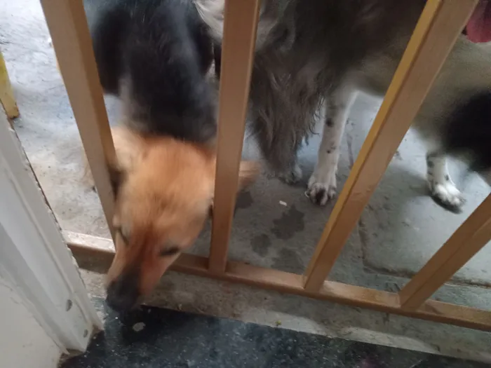 Cachorro raça SRD-ViraLata idade 2 a 6 meses nome JEAN DA SILVA FERREIRA