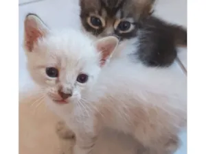 Gato raça SRD-ViraLata idade 7 a 11 meses nome Hosana 