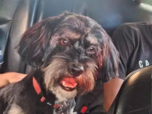 Cachorro raça SRD-ViraLata idade 3 anos nome Scott