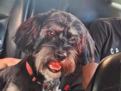 Cachorro raça SRD-ViraLata idade 3 anos nome Scott