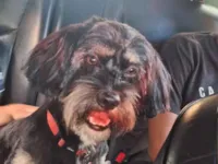 Cachorro raça SRD-ViraLata idade 3 anos nome Scott