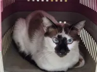 Gato raça SRD-ViraLata idade 7 a 11 meses nome Capuccino