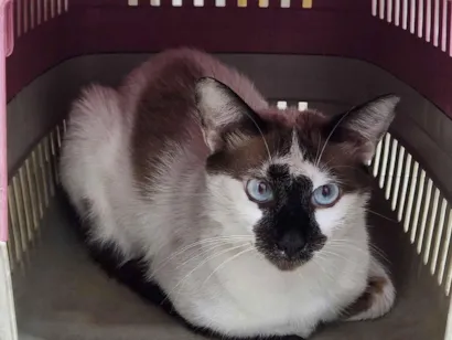 Gato raça SRD-ViraLata idade 7 a 11 meses nome Capuccino