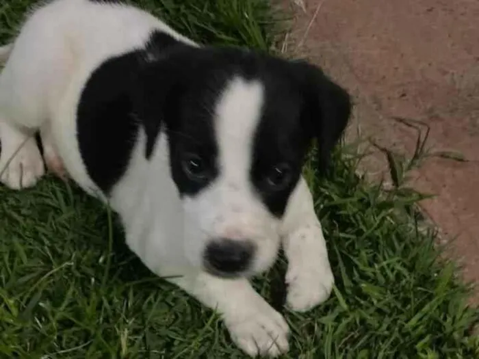 Cachorro raça SRD-ViraLata idade Abaixo de 2 meses nome Arcanjo 