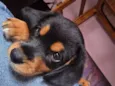 Cachorro raça SRD-ViraLata idade 2 a 6 meses nome Sem nome