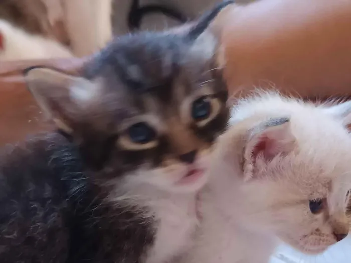 Gato raça SRD-ViraLata idade 7 a 11 meses nome Hosana 