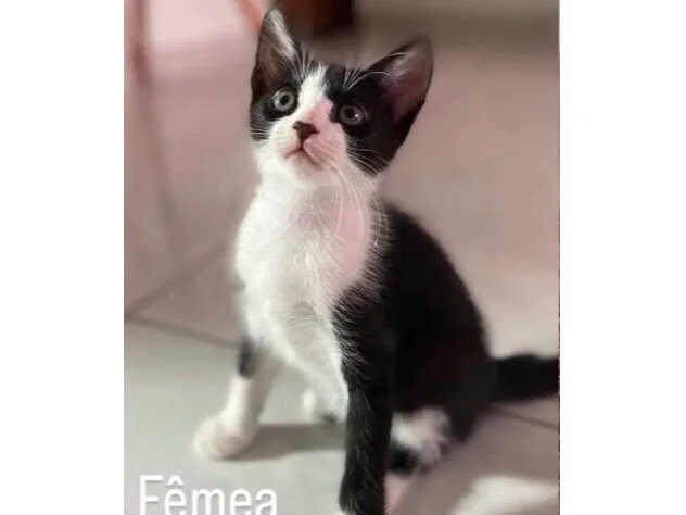 Gato raça SRD-ViraLata idade 2 a 6 meses nome Nina