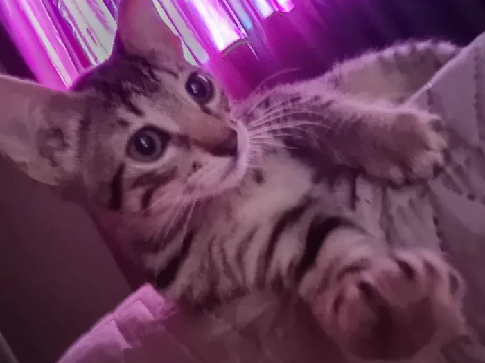 Gato raça SRD-ViraLata idade 2 a 6 meses nome A escolher (sem nome)