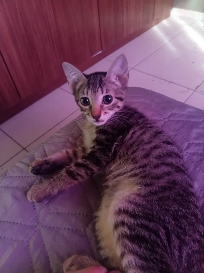 Gato raça SRD-ViraLata idade 2 a 6 meses nome A escolher (sem nome)