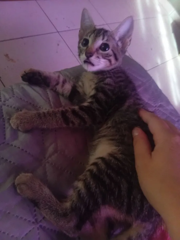 Gato raça SRD-ViraLata idade 2 a 6 meses nome A escolher (sem nome)