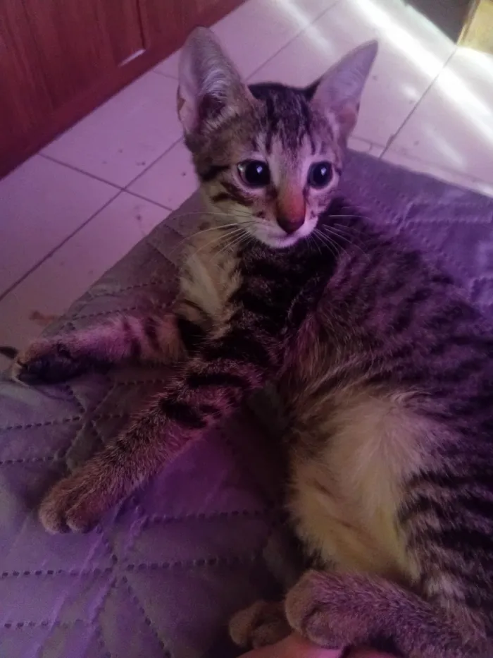 Gato raça SRD-ViraLata idade 2 a 6 meses nome A escolher (sem nome)
