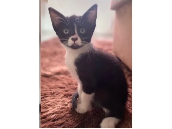 Gato raça SRD-ViraLata idade 2 a 6 meses nome Charlote 