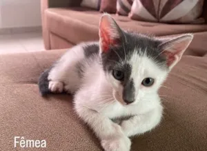 Gato raça SRD-ViraLata idade 2 a 6 meses nome Charlene 