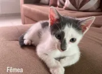 Gato raça SRD-ViraLata idade 2 a 6 meses nome Charlene 